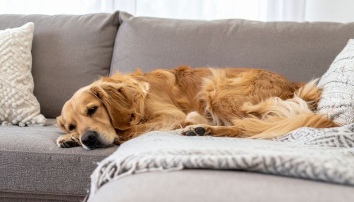 What is the Average Cost of Pet Odor Removal in Bradenton, FL?